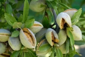 پیش‌بینی برداشت ۱۴ هزار تن بادام در آذربایجان‌شرقی

 