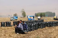 سیب‌زمینی روی دست کشاورزان گلستان ماند