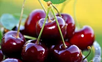هسته این میوه بسیار خطرناک هست