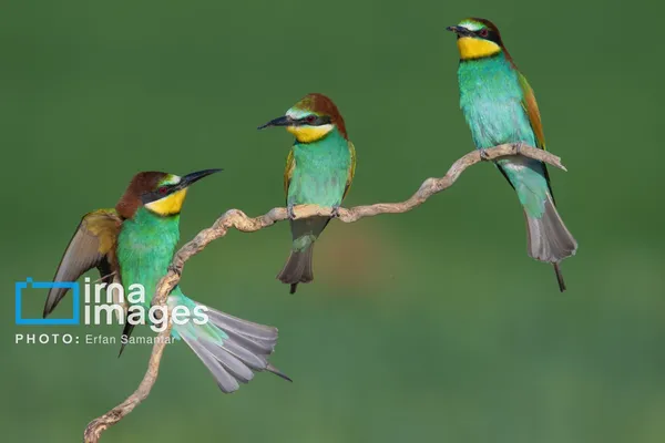 زنبور خوار