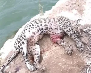 دستگیر عاملان مرگ پلنگ در لردگان