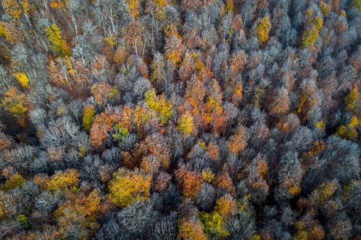 جنگل‌های هیرکانی