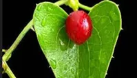 با گیاه التهاب نقرس را کم کنید