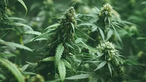 «گل»؛ خطری فراتر از اعتیاد، بحران امنیتی در خانواده