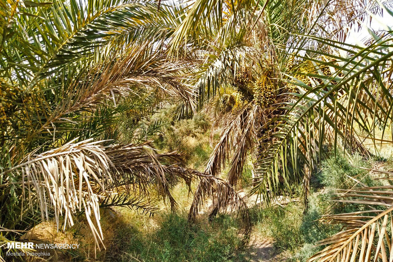 نخل