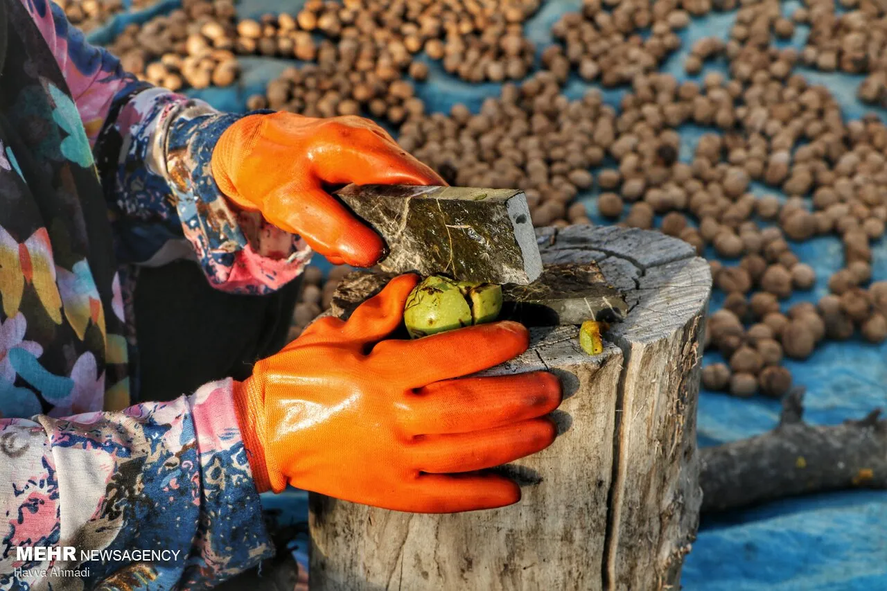 گردوچینی