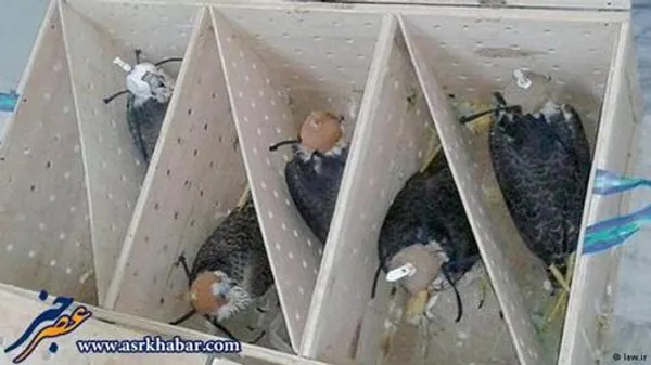 کشف محموله بزرگ قاچاق حیات وحش شامل ۱۴ شاهین و ۱۴ هوبره در جاسک.