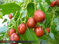 عناب، میوه فراموش‌شده
