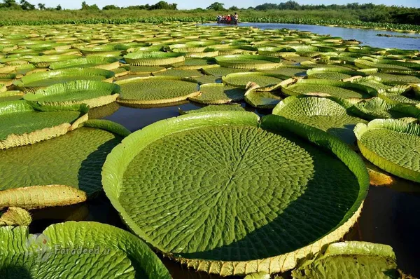 افراد بسیاری برای دیدن نیلوفر&zwnj;های آبی با قایق به این منطقه سفر می&zwnj;کنند (Victoria amazonica) و معمولا با نام Yakare Yrupe در گوارانی شناخته می&zwnj;شوند. تقریبا هر سه تا چهار سال در ابعاد و اندازه گوناگون (بیش از یک متر و کوچکتر) در رود پاراگوئه ظاهر می&zwnj;شوند، پاراگوئه.