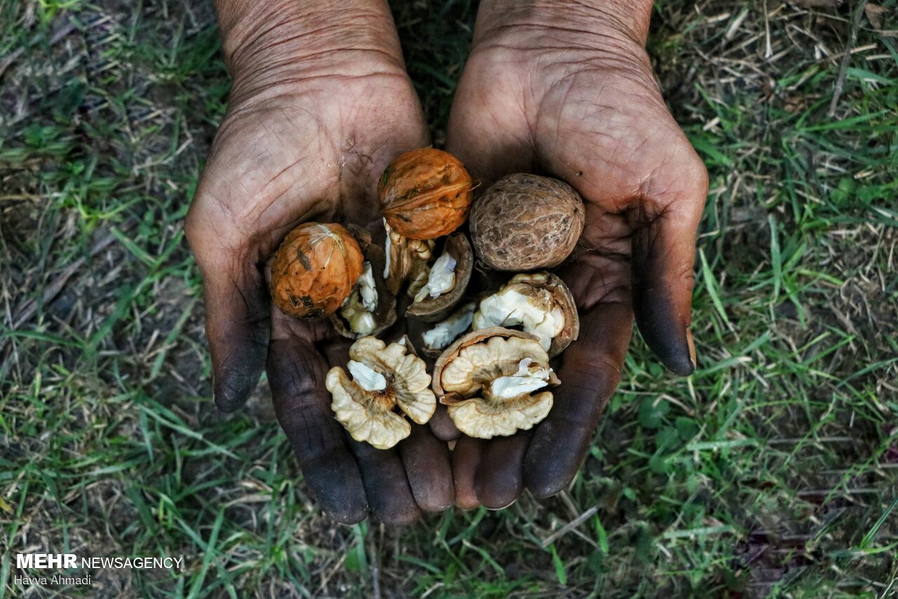 گردوچینی