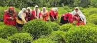 سه هزارتن چای شمال کشور صادر شده است