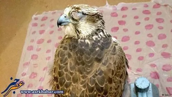 صیادان برای زنده گیری پرندگان شکاری در ایران، توری روی زمین پهن می&zwnj;کنند. برای جلب پرنده، کبوتر یا طعمه دیگری روی تور می&zwnj;گذارند. چاله&zwnj;ای کنار تور می&zwnj;کنند و گاهی چند روز در همان چاله منتظر می&zwnj;مانند تا پرنده شکاری روی تور بنشیند و گرفتار شود.