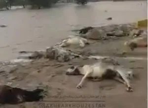 تلف ۶۰ رأس دام در سیل کلیبر