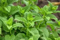 این گیاه دارویی برای آلرژی مفید است