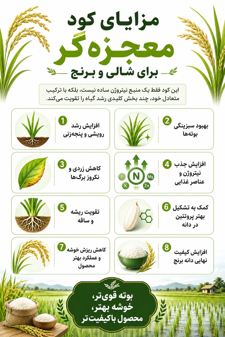 مزایای کود معجزه گر برای شالی و برنج مزایای کود معجزه گر برای شالی و برنج