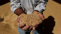 نرخ جدید گندم برای تولید آرد صنعتی مشخص شد