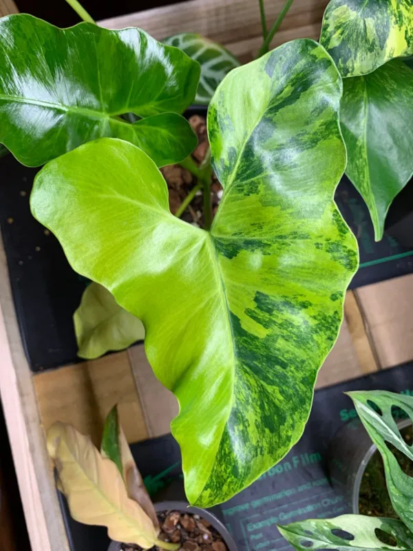 Philodendron subincisum


ظاهر این گیاه به قدری زیباست که علاقه&zwnj;مندان ظاهر هستند تا ۲۰ هزار دلار برای آن هزینه کنند. همانطور که در عکس مشاهده می&zwnj;کنید، هر برگ این گیاه به دو بخش ساده و رنگی تقسیم شده است.