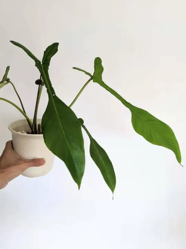 Philodendron joepii


در سال ۱۹۹۱ میلیادی یک گیاه شناس فرانسوی در حال عکاسی از چند گروه مورچه بود که از گیاه&zwnj;های باغ تغذیه می&zwnj;کردند. او در همین حین متوجه خاص بودن این گیاه شد که شبیه اندام یک خرگوش است. این نوع گیاه امروز با قیمت هزار و ۵۰۰ تا ۴ هزار دلار در بازار&zwnj;های بین المللی فروخته می&zwnj;شود.