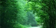 نجات گردشگران گمشده در جنگل بلیران آمل