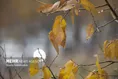 برف و باران