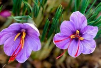 زعفران، راه‌حلی طبیعی برای بی خوابی