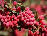 با این گیاه خوش‌رنگ ریه خود را تسکین بدهید