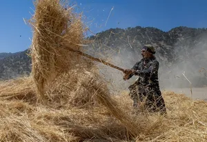 هشدار هواشناسی چهارمحال و بختیاری به کشاورزان