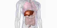 تاثیر مدت خواب با خطر ابتلا به بیماری کبد چرب غیرالکلی