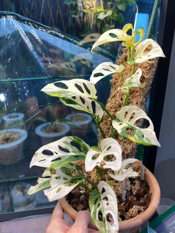  Monstera adansonii variegate


این یکی از نادر&zwnj;ترین گیاه&zwnj;هایی است که استفاده بسیار زیادی در آپارتمان دارد، داستان پیدایش این گیاه به قرن ۱۸ میلادی توسط یک گیاه شناس فقیر به نام Michel Adanson بر می&zwnj;گردد که نام خود را بر روی آن گذاشت این فرد در صورتی که تاکنون زنده بود قطعا از قیمتی که گیاه او امروز فروخته می&zwnj;شود، شوکه خواهد شد.

قیمت هر گلدان از این گیاه بسته به معیار&zwnj;های متفاوت بین ۳ هزار و ۲۰۰ تا ۱۶ هزار دلار فروخته می&zwnj;شود که رکورد گران&zwnj;ترین گلدانی که از این نوع گیاه فروخته شد ۳۸ هزار دلار بود که با احتساب دلار ۲۴ هزار تومان به قیمت ۹۱۲ میلیون تومان می رسیم.