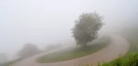 تصاویر| جنگل در مه
