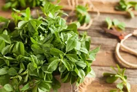 معجزه گیاهی درمان دیابت با شنبلیله