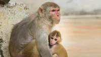 فیلم| هجوم میمون ها به خیابان در تایلند