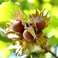 این گیاه به عنوان پاک کننده به کار می رود