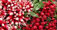 درمان روماتیسم و سنگ مثانه با یک گیاه خوشمزه
