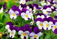 گیاهی برای کنترل شیوع سرطان