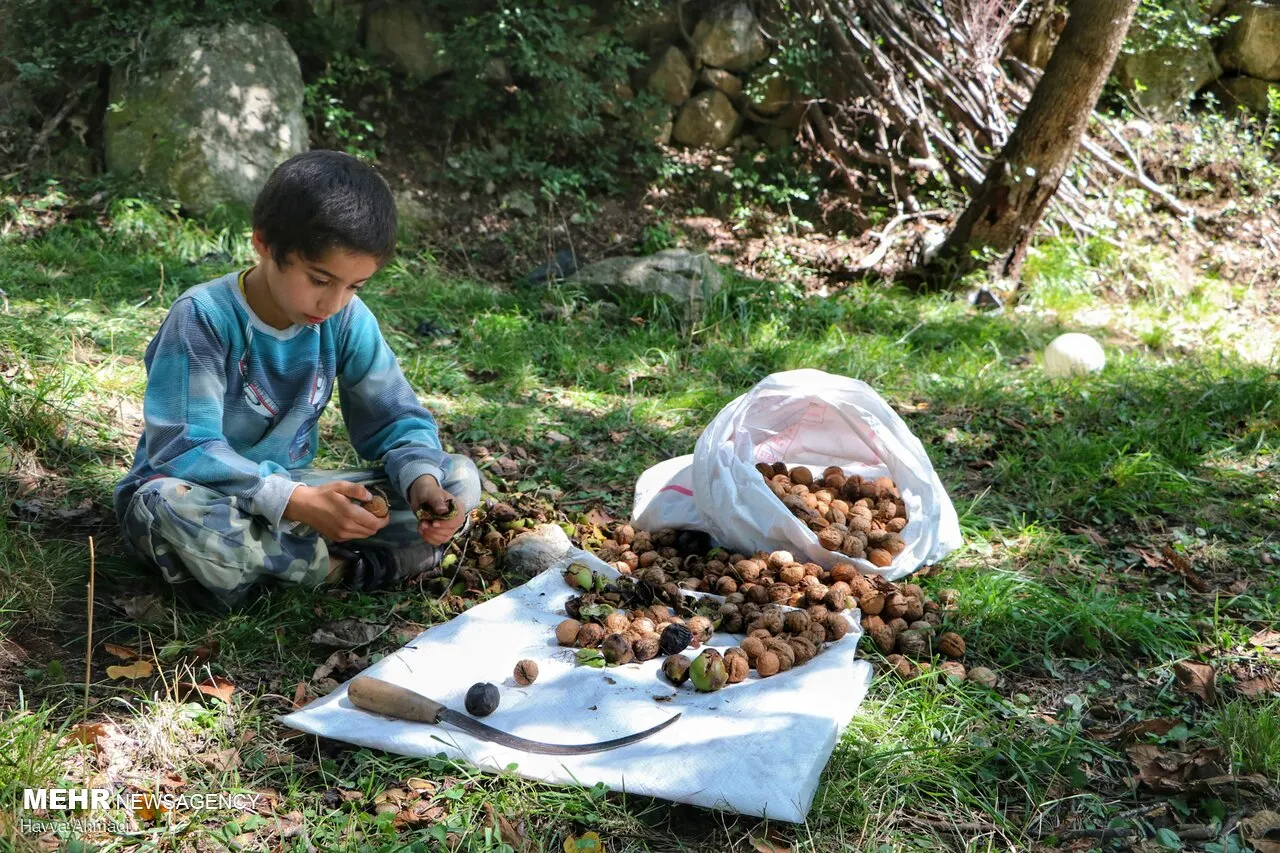 گردوچینی