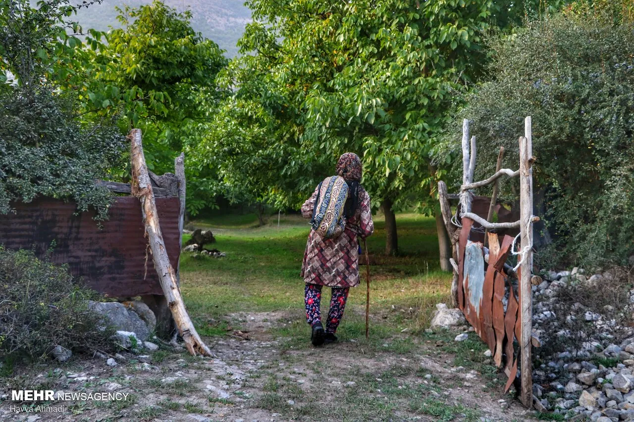گردوچینی