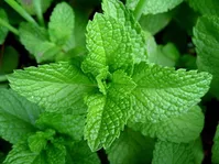 تقویت قدرت حافظه با مصرف چای نعنا