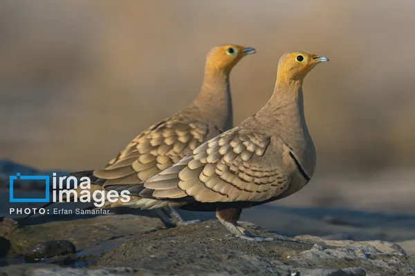 باقرقره بلوطی