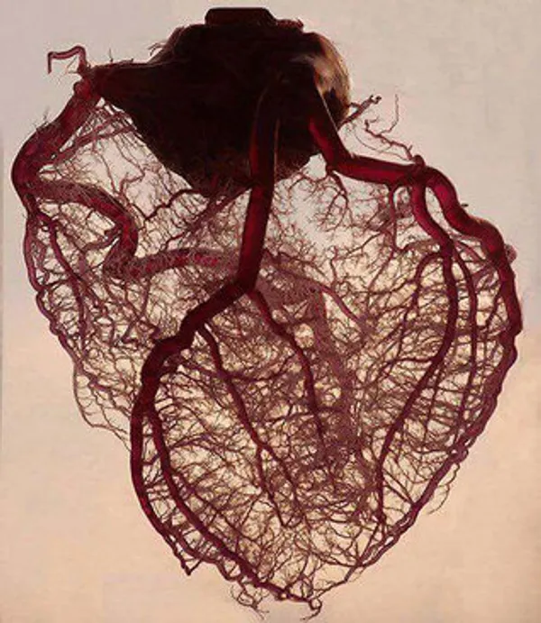 قلب انسان بدون چربی و ماهیچه و تنها با عروق کرونری و رگ&zwnj;های قلبی