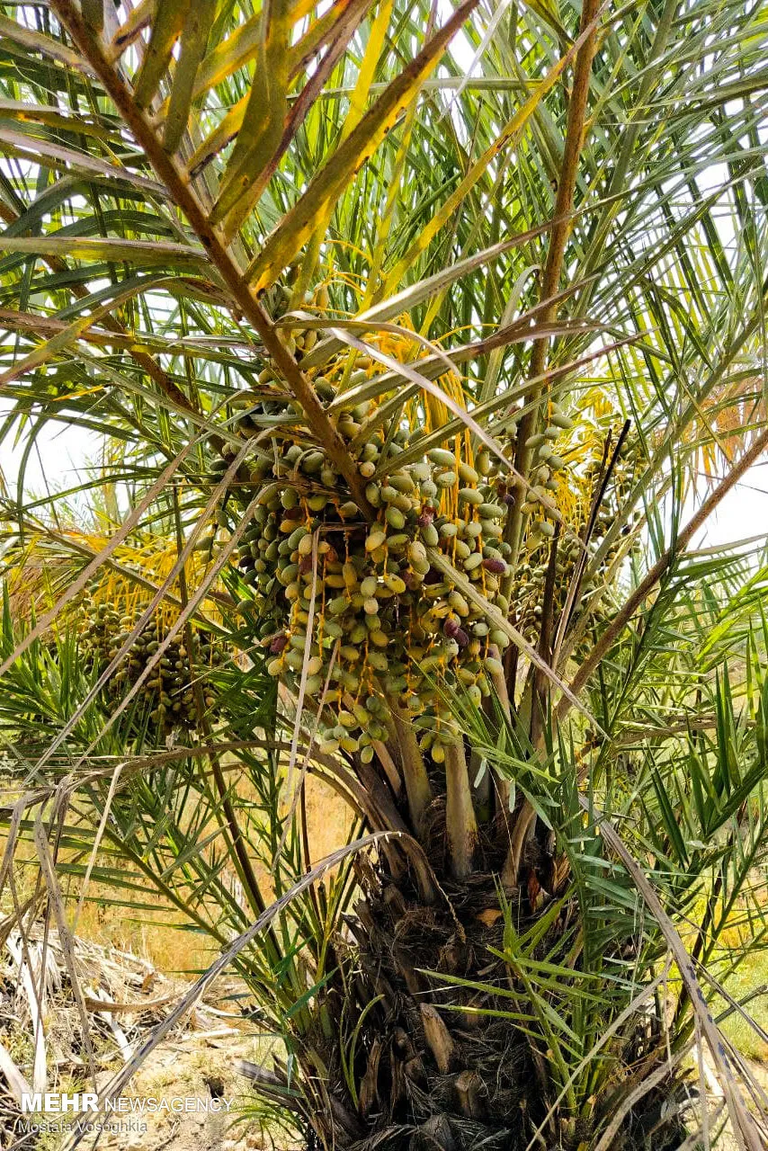 نخل