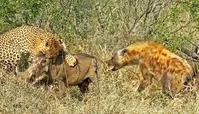 فیلم| مبارزه برای بقای یک گراز در برابر پلنگ و ۵ کفتار