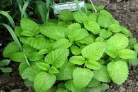 گیاهی که غم و افسردگی را از بین می برد!