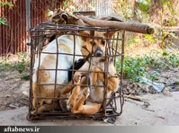کشتارگاه وحشتناک سگ‌ها در کامبوج+عکس