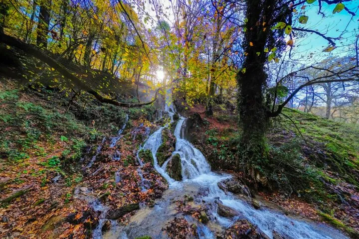 جنگل‌های هیرکانی