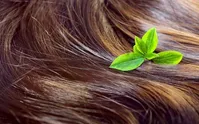 این برگ برای مو فوق العاده است