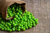 کاهش سریع وزن با نخود فرنگی