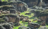 تصاویر| مخمل کوه لرستان