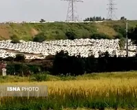 فیلم| جنجال تازه ایران خودرو؛ دپوی صدها خودرو در پارکینگ