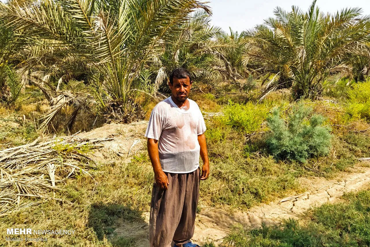 نخل